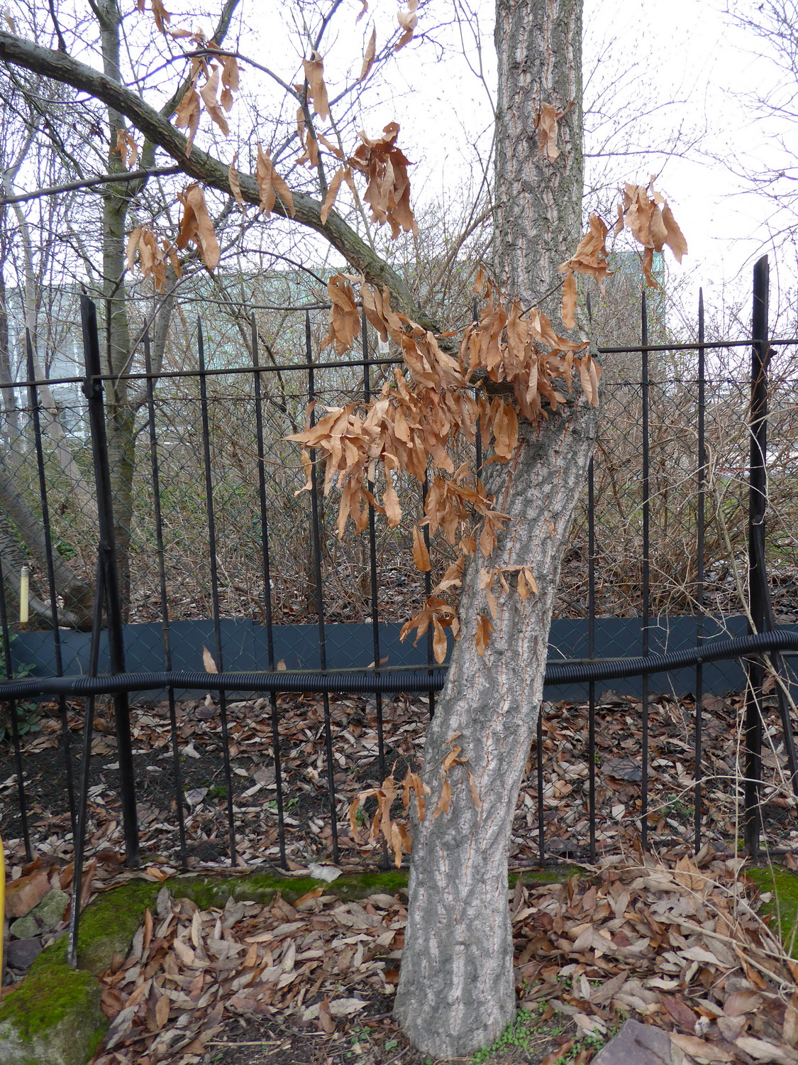 Quercus variabilis - Dresden Botanischer Garten - Januar 2023