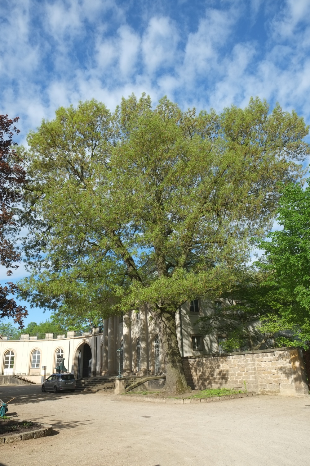 Quercus coccinea - Dresden-Pillnitz - Mai 2015