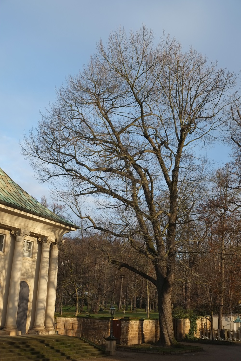 Quercus-velutina_Dresden-Pillnitz_2_2013