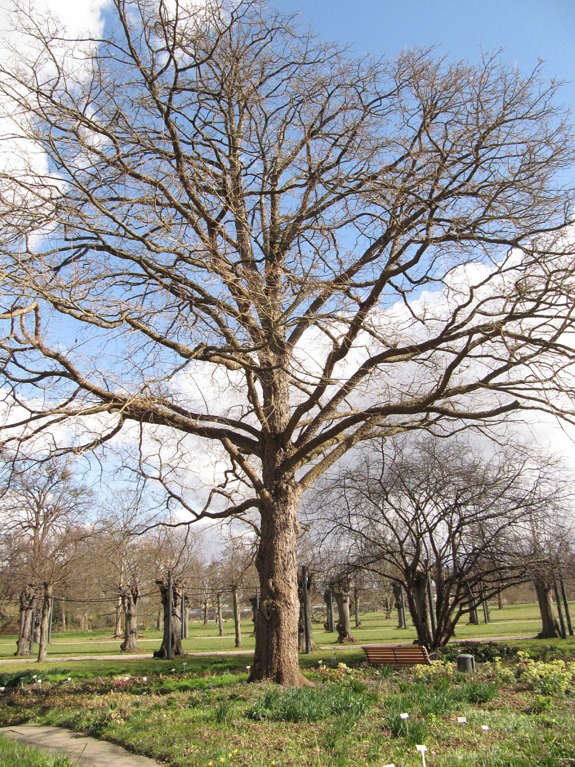 Corylus colurna - Hannover, Berggarten - 2022
