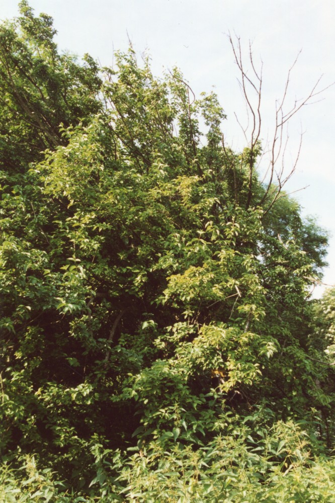 Cornus mas - Lodersleben - 2003
