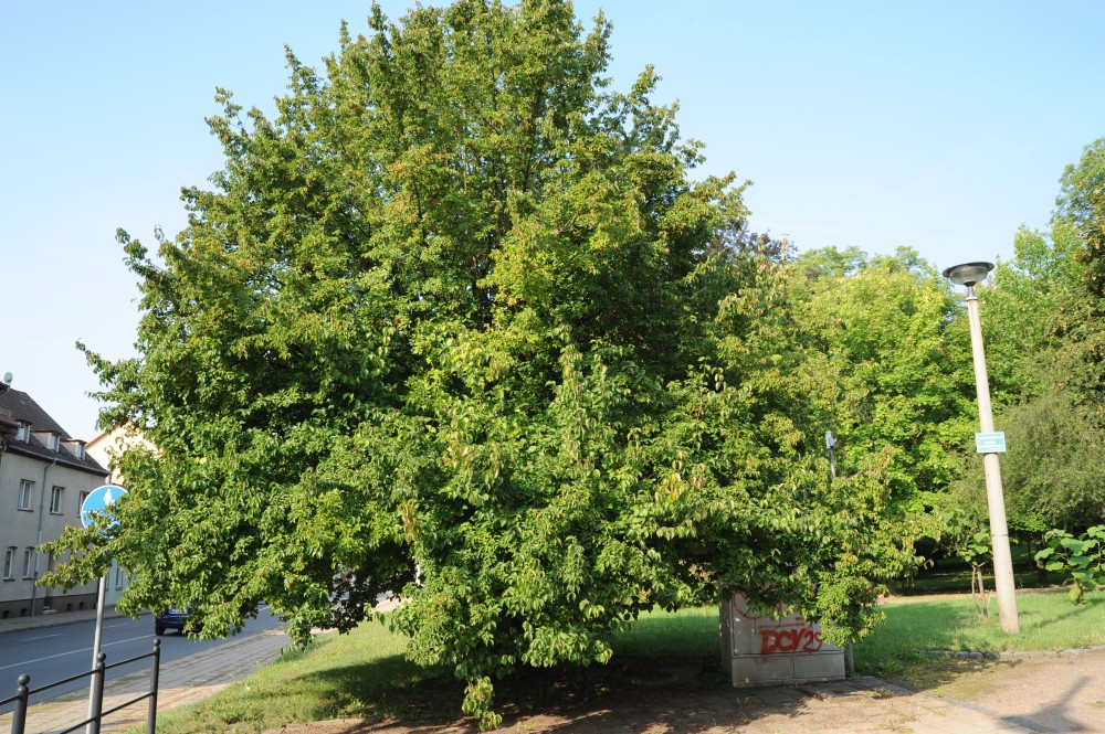 Cornus mas - Sangerhausen - 2013