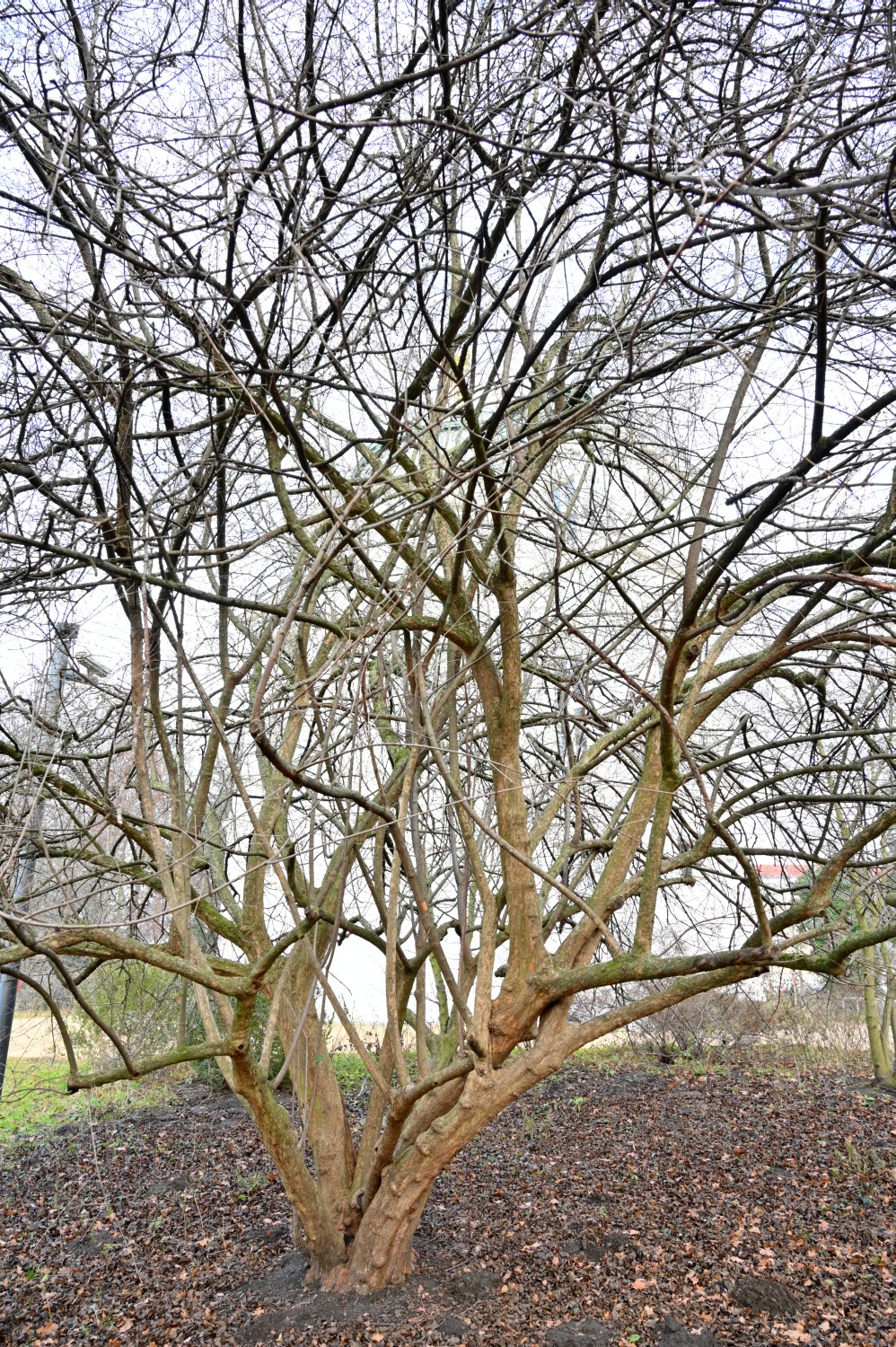 Cornus mas - Berlin Charlottenburg - 2021