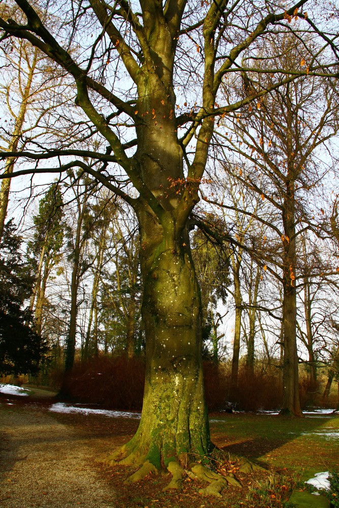 Fagus sylvatica Atropurpurea-Gruppe - Jagdschloss Friedrichsruhe - Januar 2015