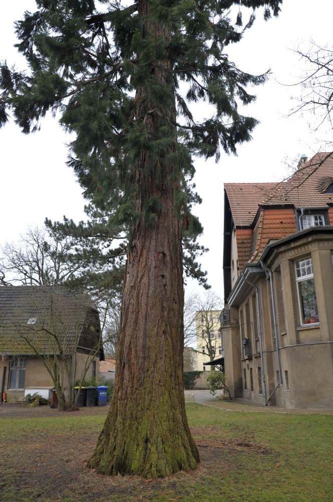 Sequoiadendron giganteum - Neuruppin - 2009