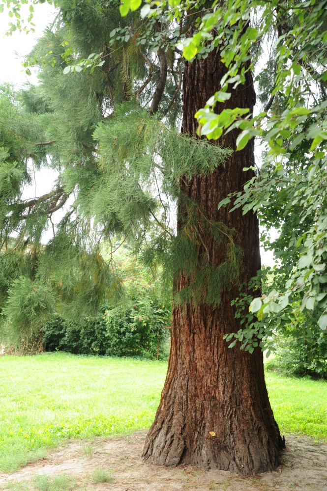 Sequoiadendron giganteum - Bad Wilsnack, Schlosspark - 2013