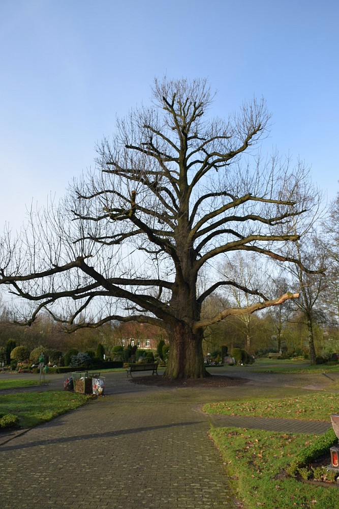 Castanea sativa - Dingden, Waldfriedhof - Dezember 2014