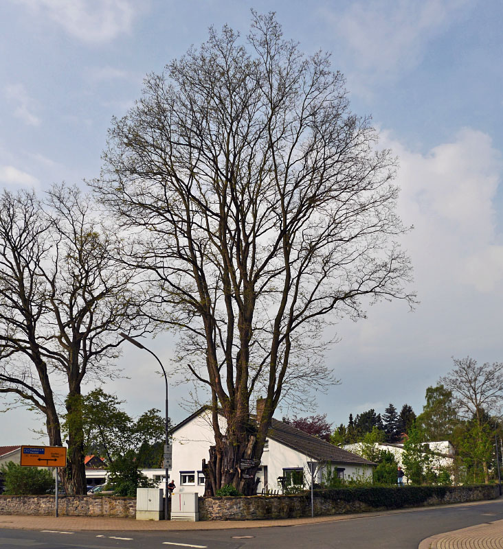 Robinia pseudoacacia - Romrod - April 2014