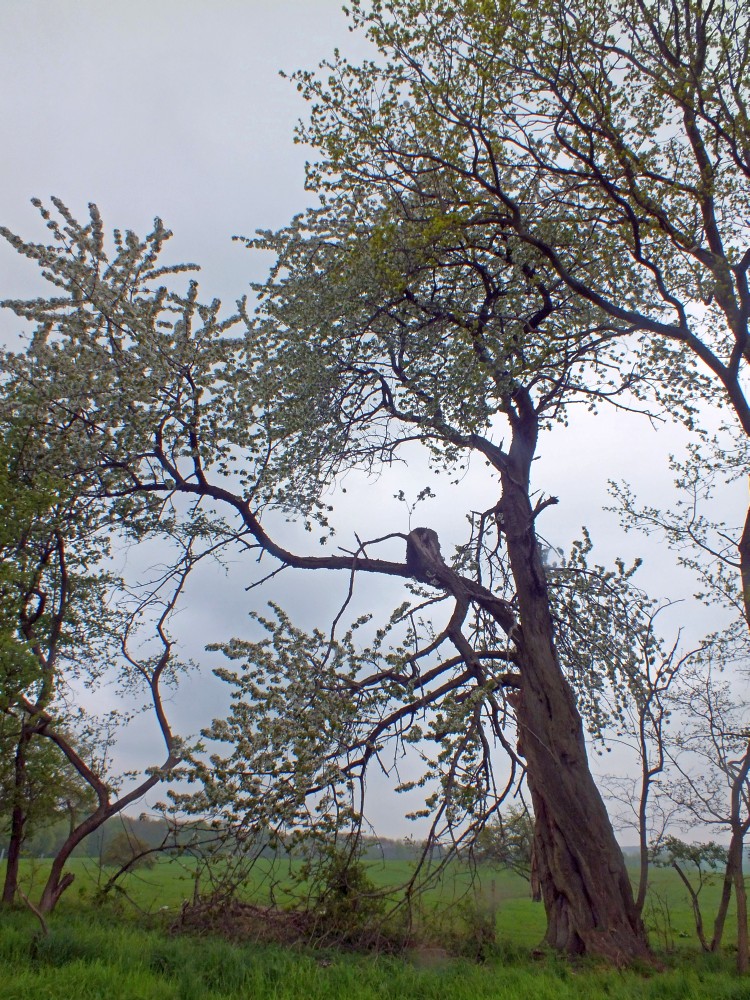 Prunus avium - Teterow - Mai 2013