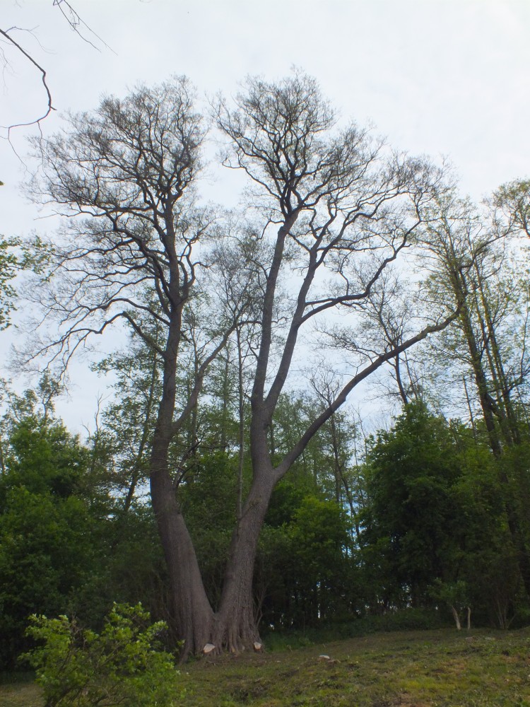 Alnus glutinosa - Basedow - Mai 2012