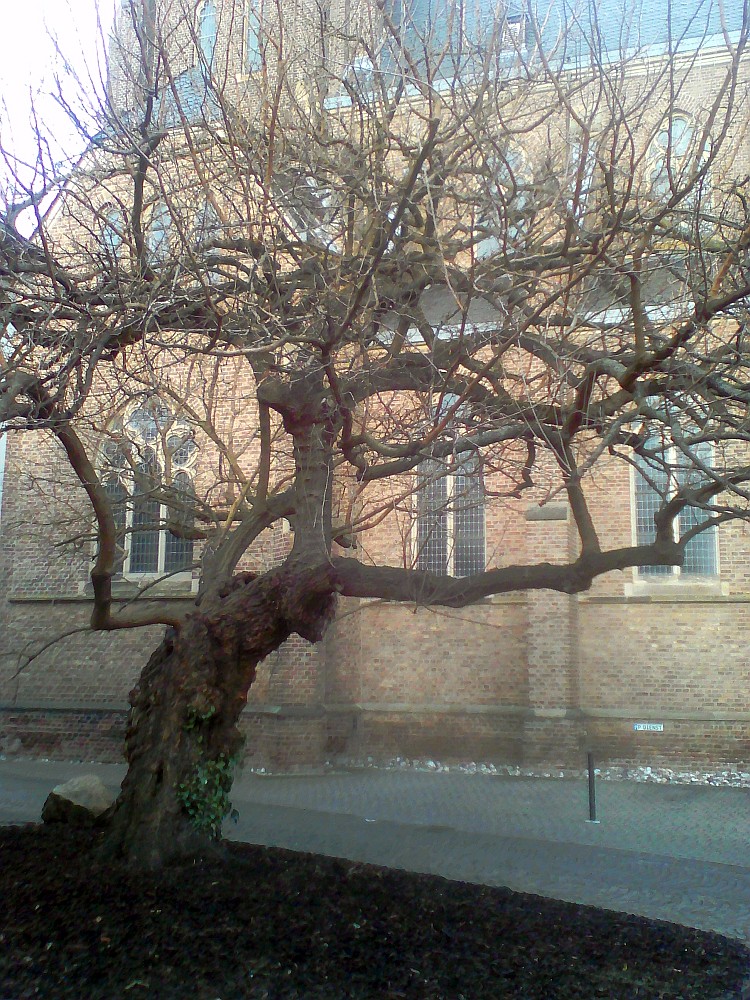 Morus alba - Bonn-Endenich - 2017