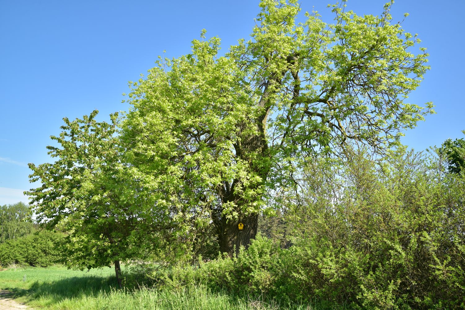 Fraxinus pennsylvanica - Relzow - 2017