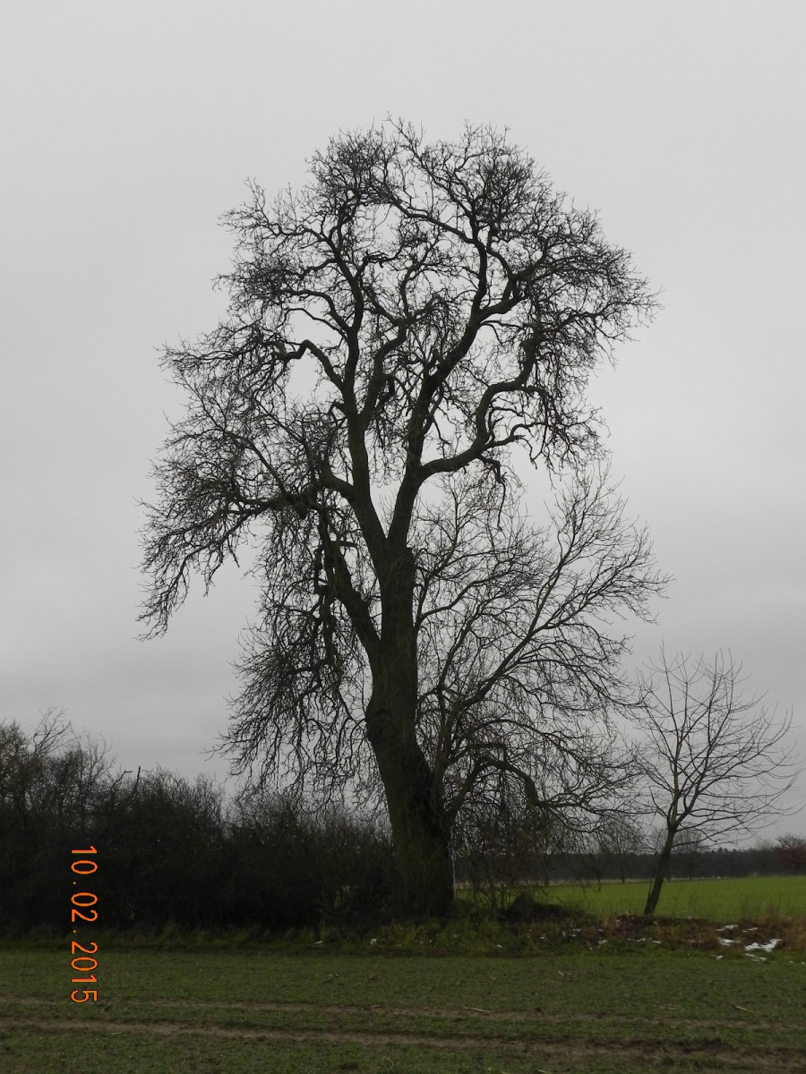 Fraxinus pennsylvanica - Relzow - 2015