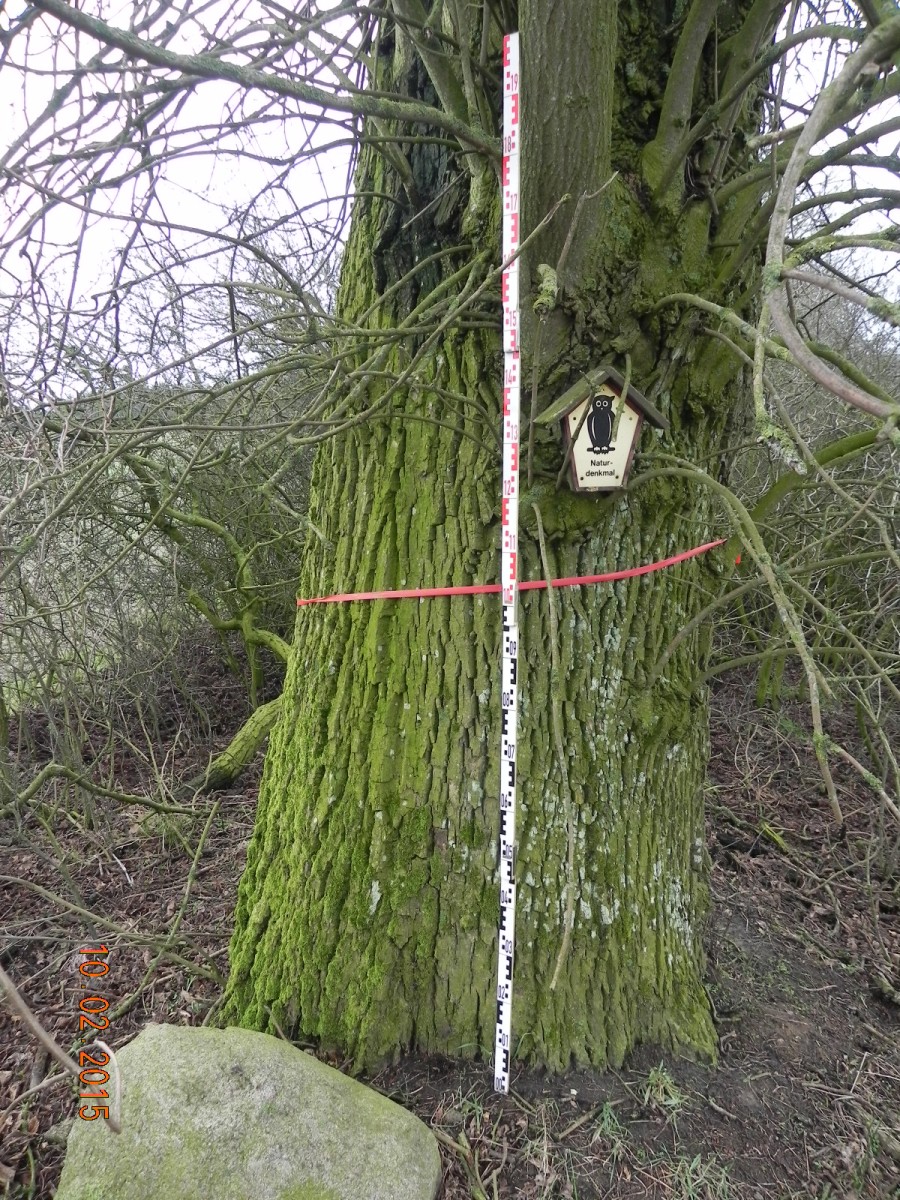 Fraxinus pennsylvanica - Relzow - 2015