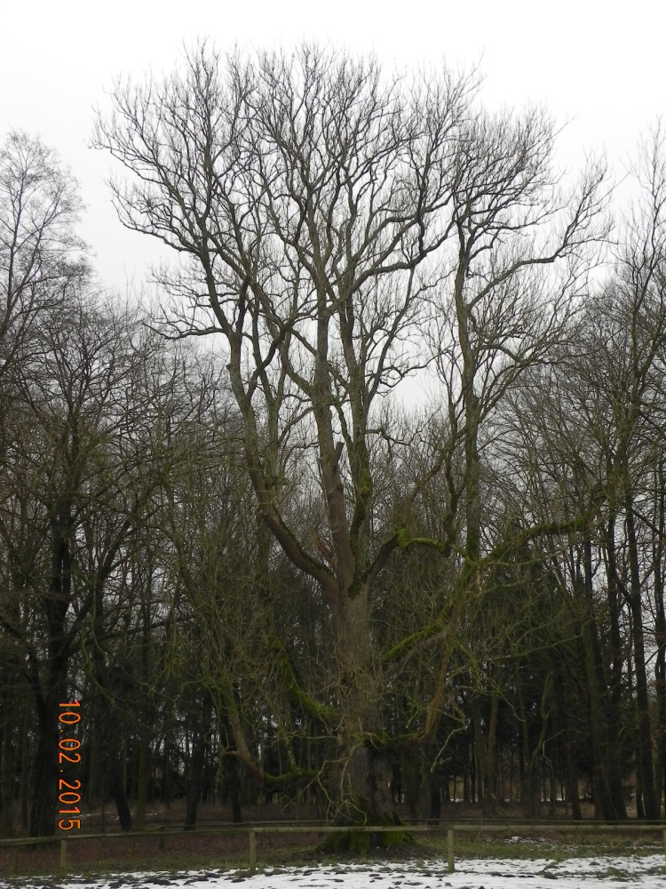 Fraxinus excelsior - Wrangelsburg - 2015