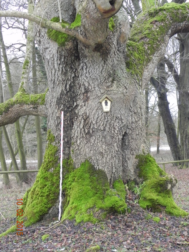 Fraxinus excelsior - Wrangelsburg - 2015