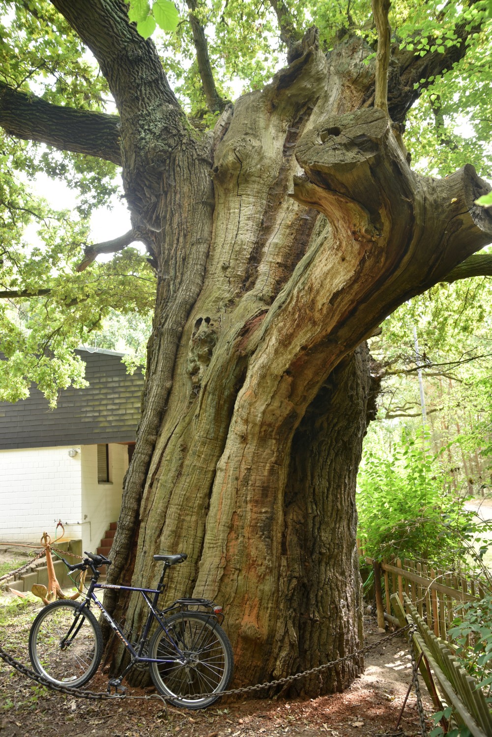 Quercus robur - Berlin Wannsee - 2020