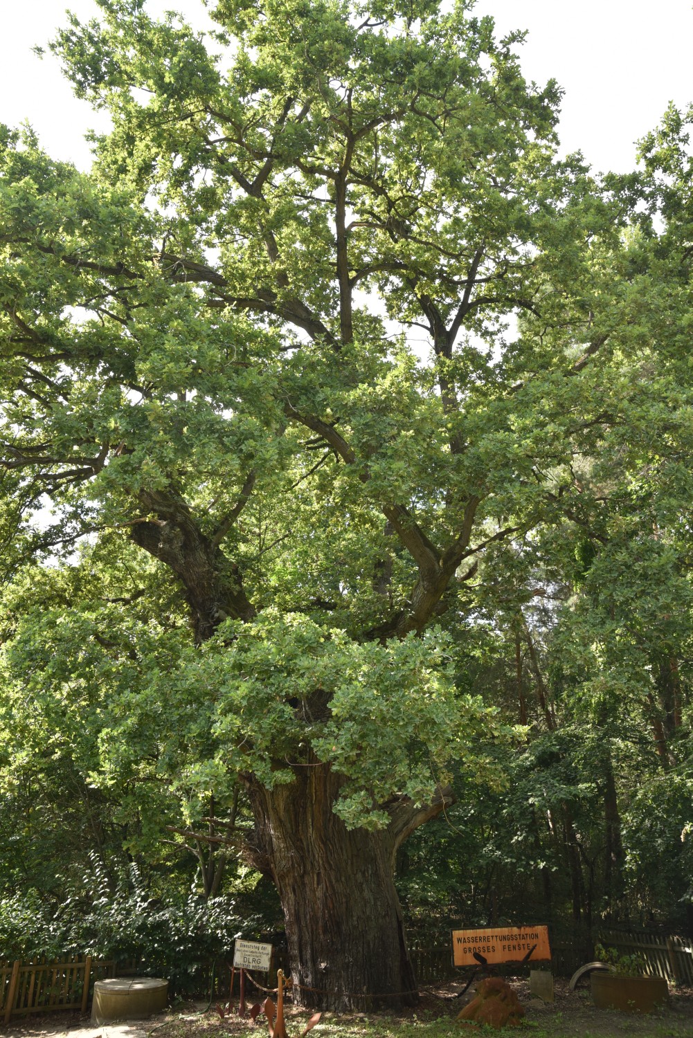 Quercus robur - Berlin Wannsee - 2020