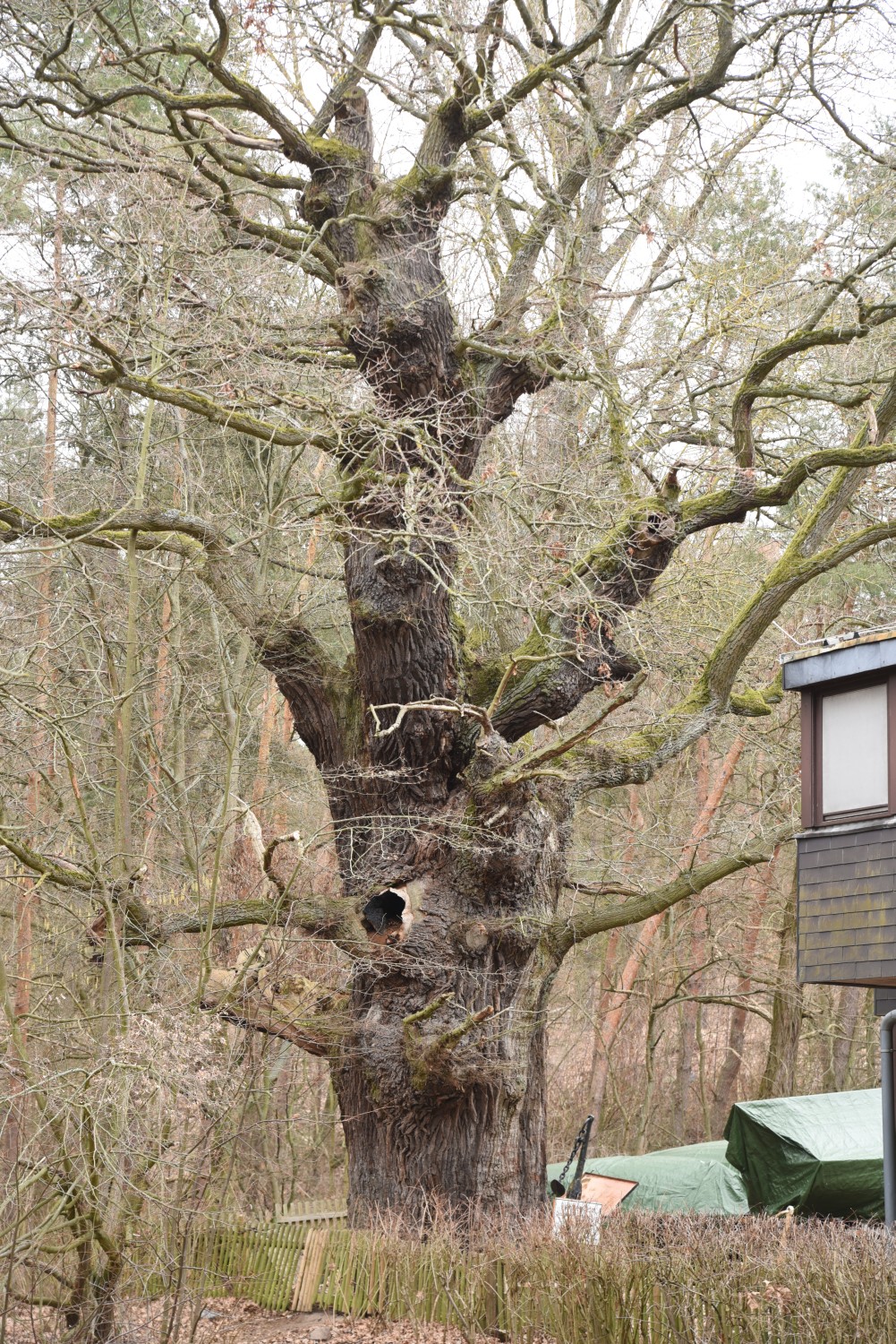 Quercus robur - Berlin Wannsee - 2020
