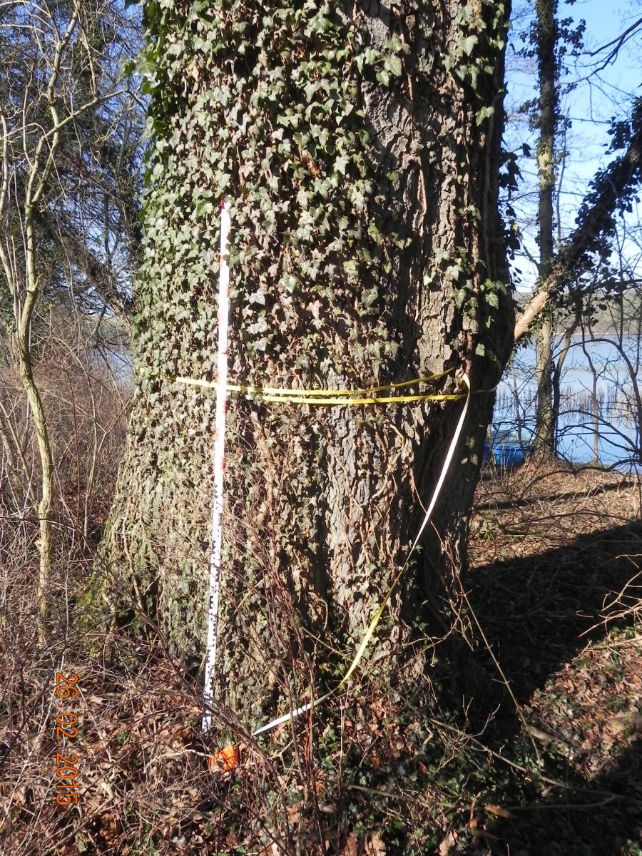 Quercus robur 'Mespilifolia' - Schorssow - 2015