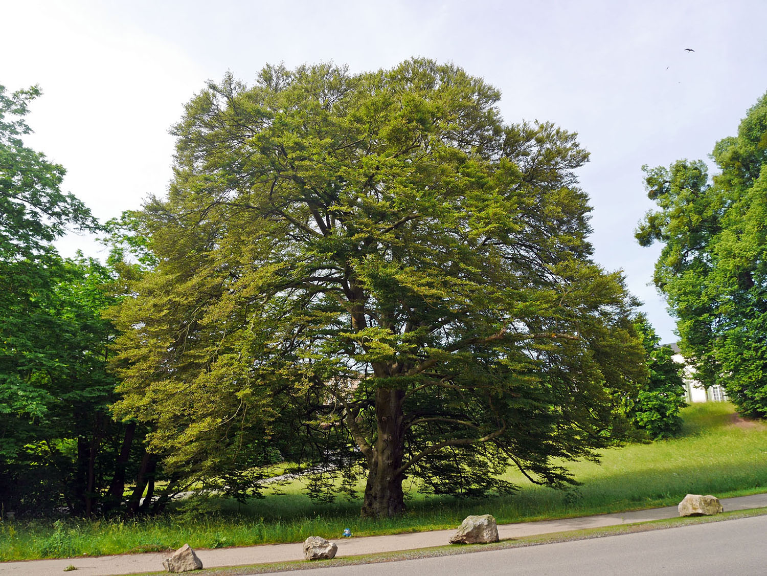 Farnblättrige Buche - Kassel, Wilhelmshöhe - Juni 2014
