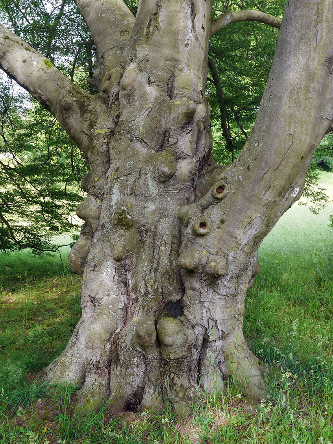 Farnblättrige Buche - Kassel, Wilhelmshöhe - Juni 2014