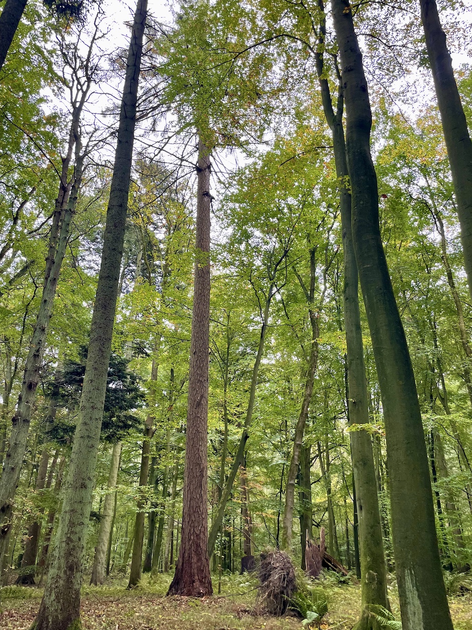Larix decidua - Diedrichshagen - Oktober 2025