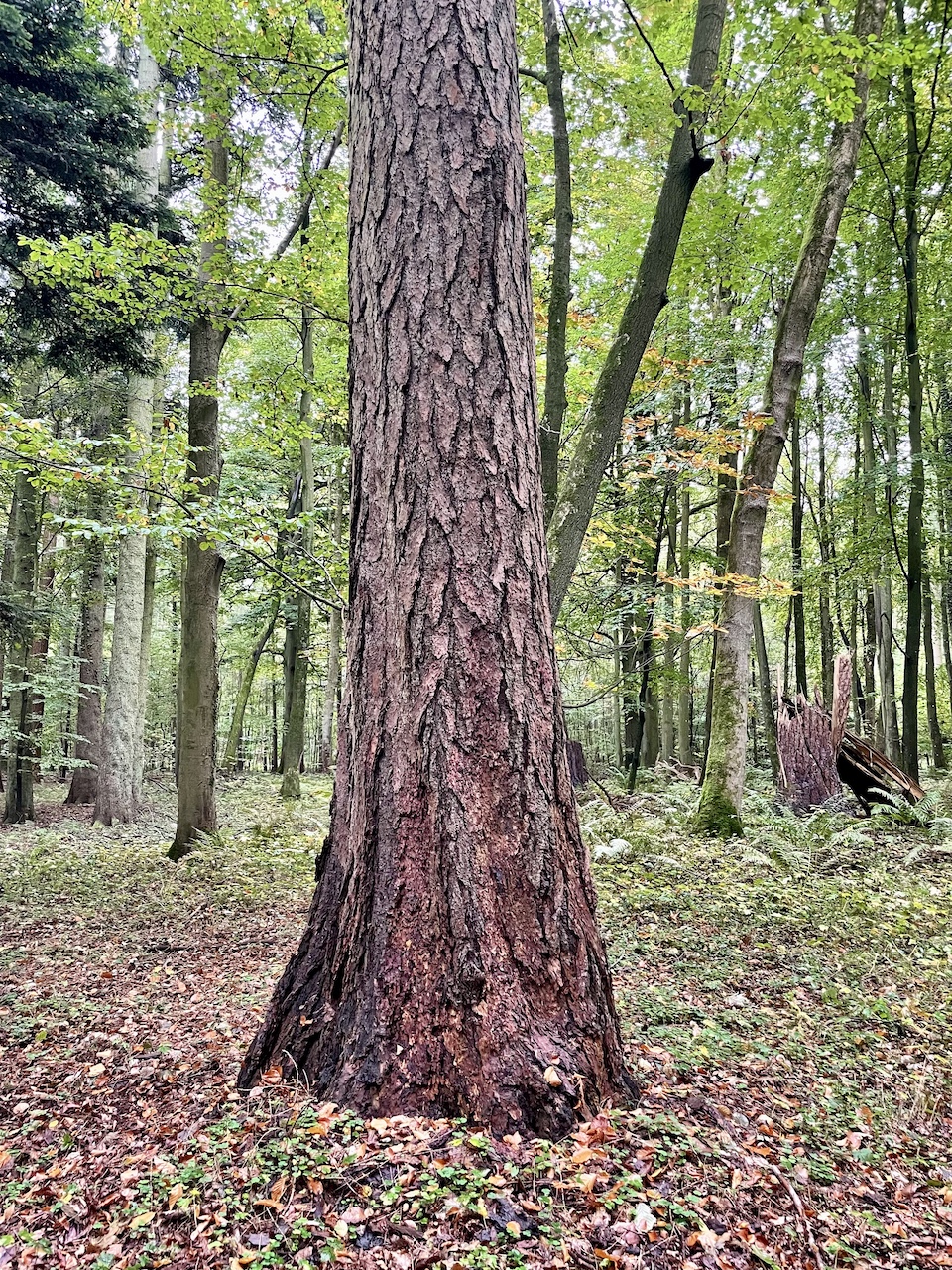 Larix decidua - Diedrichshagen - Oktober 2025