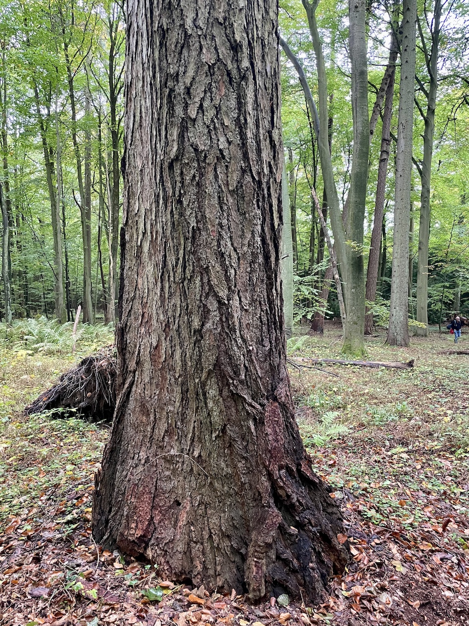 Larix decidua - Diedrichshagen - Oktober 2025