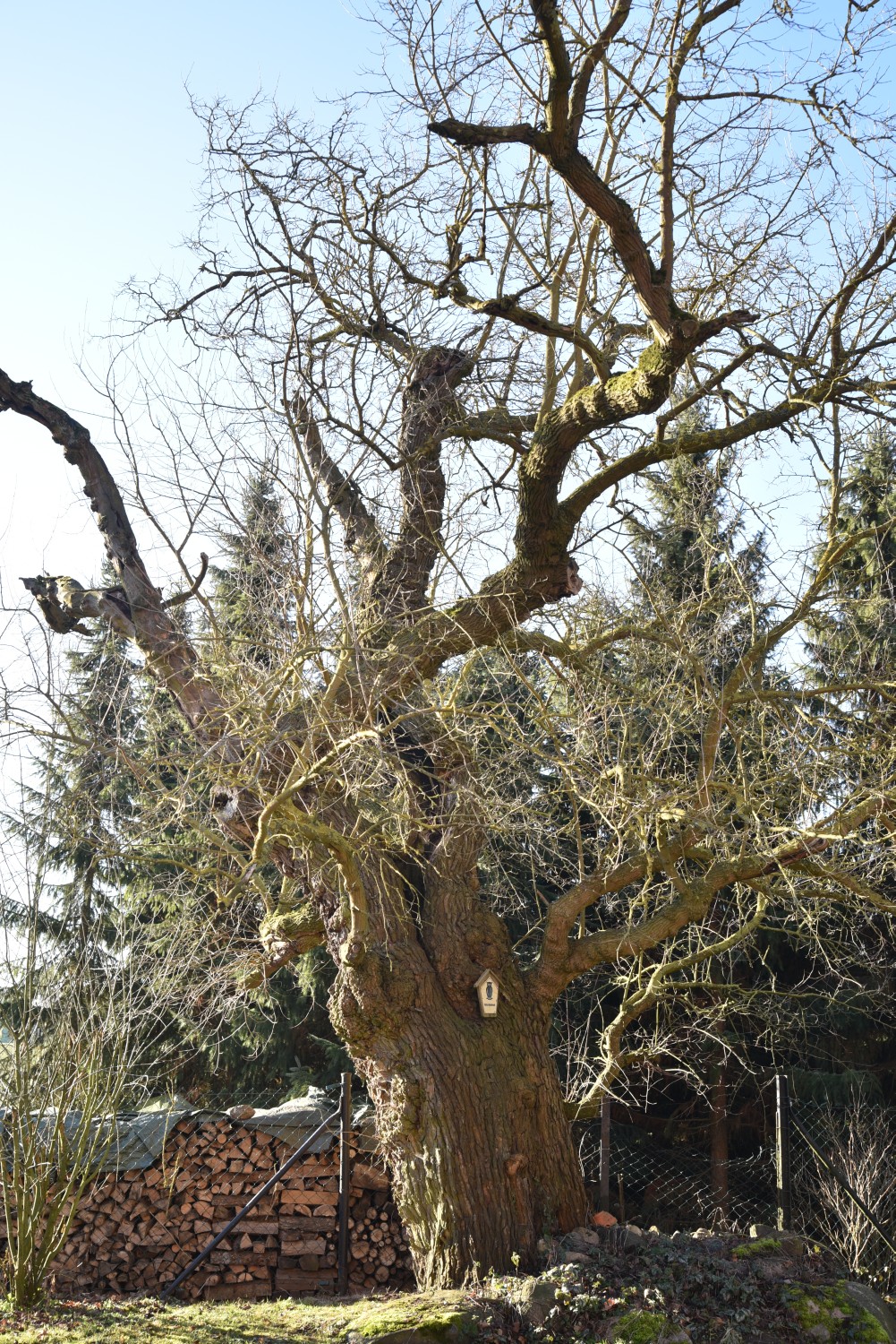 Weißer Maulbeerbaum - Liepen, Kirchhof - 2019