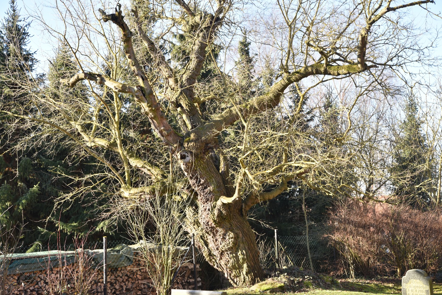 Weißer Maulbeerbaum - Liepen, Kirchhof - 2019