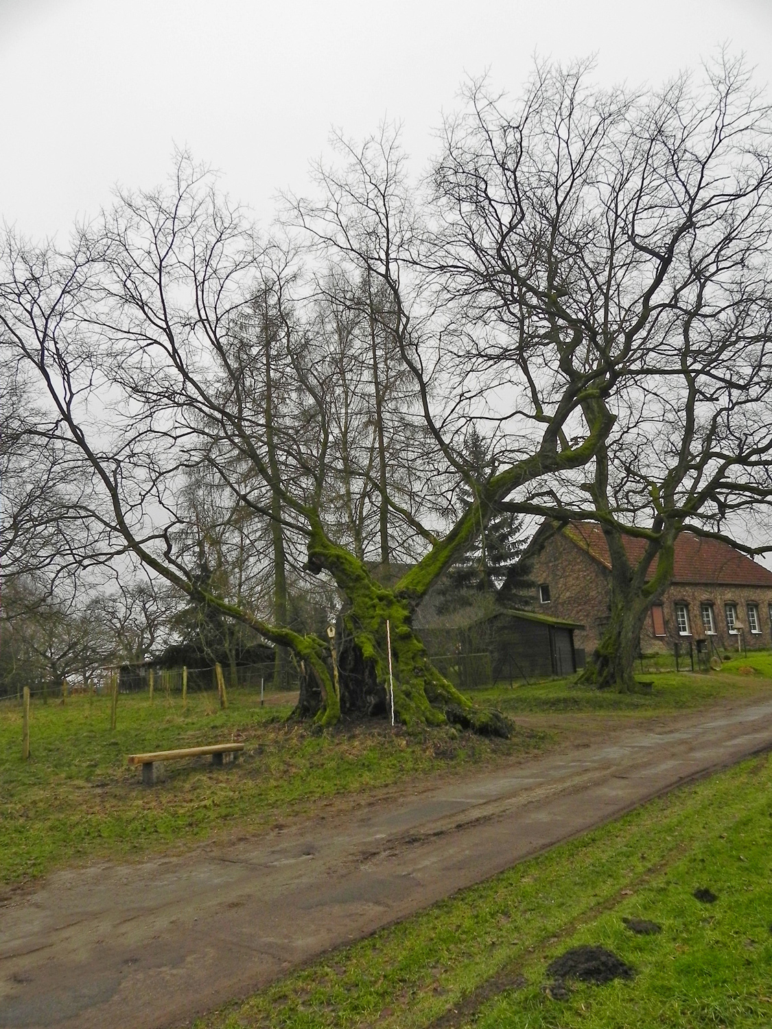 Flatter-Ulme - Buggenhagen-Klotzow - Febr. 2015
