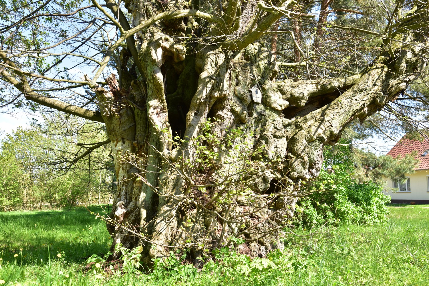 Tilia cordata - Ducherow-Rathebur - Mai 2016