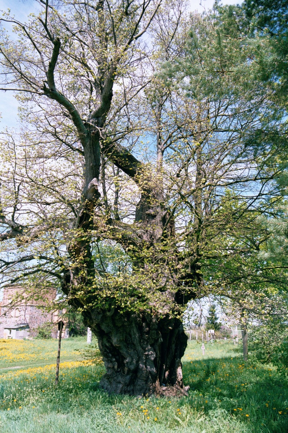 Tilia cordata - Ducherow-Rathebur - Mai 2004