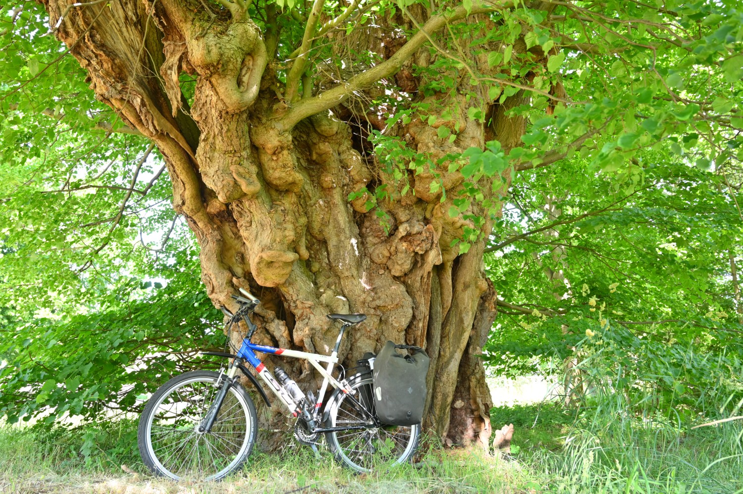 Tilia cordata - Ducherow-Rathebur - Juni 2020