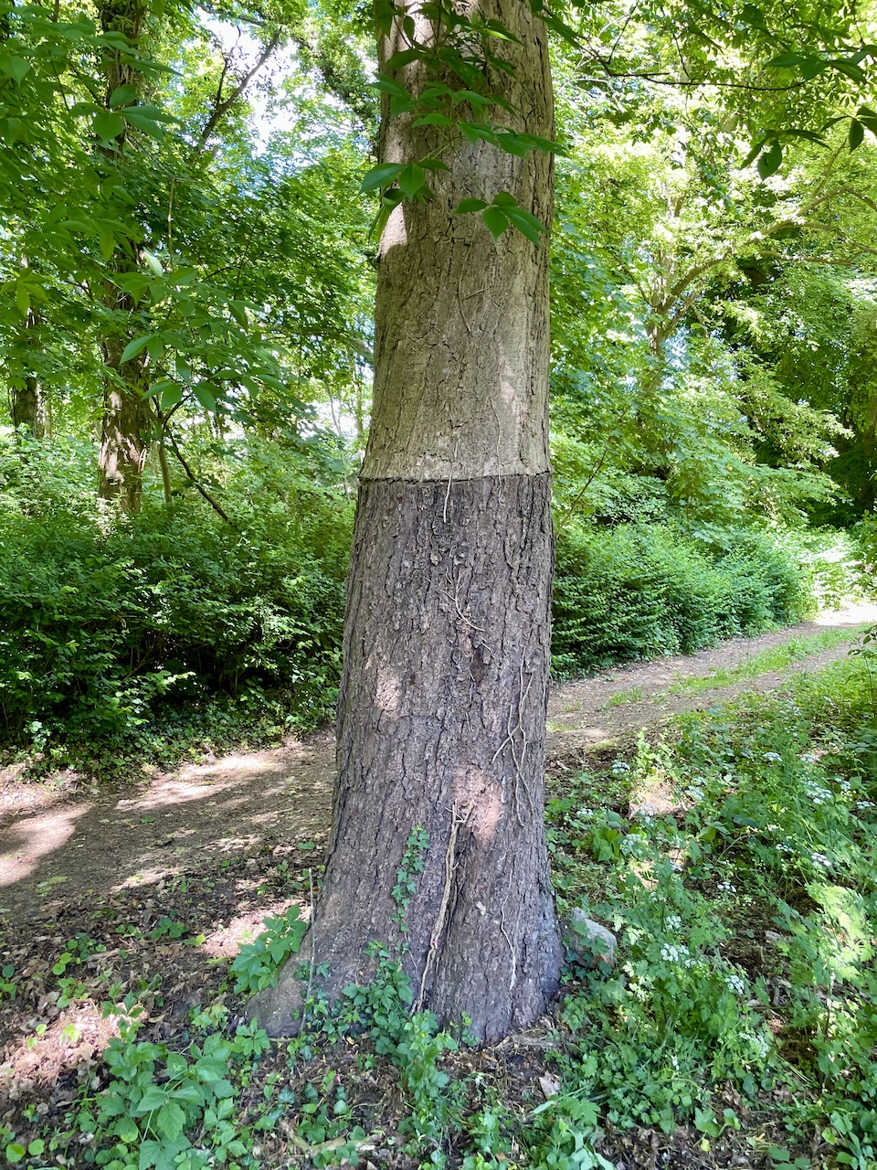 Aesculus flava - Ducherow-Löwitz - Mai 2025