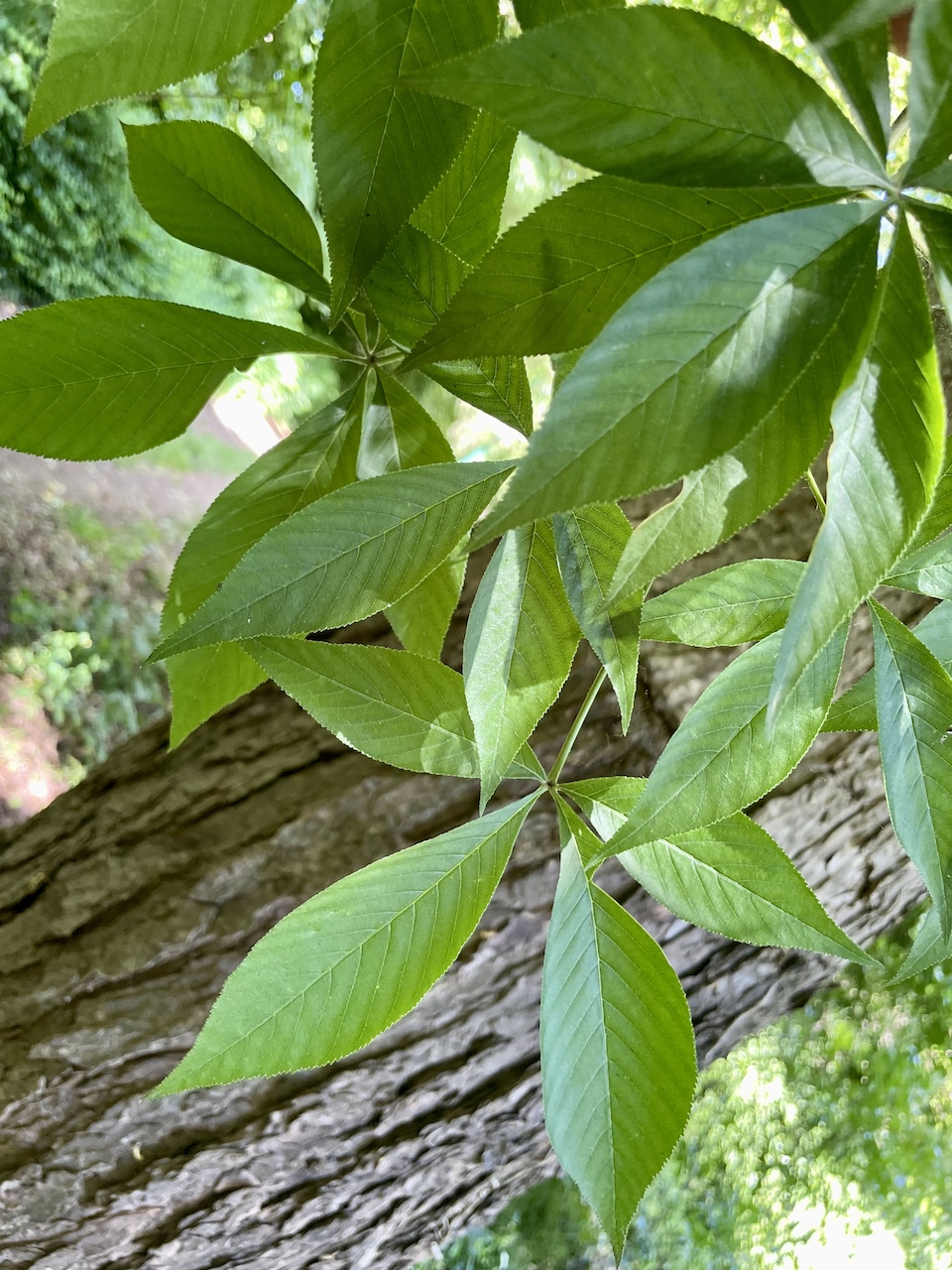 Aesculus flava - Ducherow-Löwitz - Mai 2025