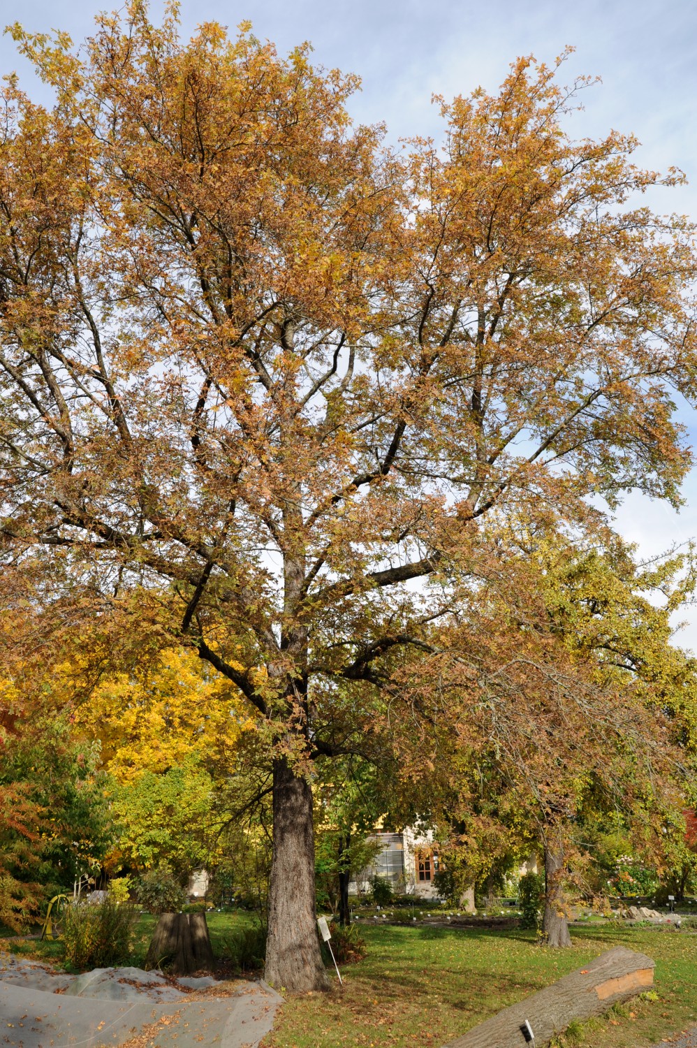 Sorbus domestica - Botanischer Garten Jena - 2012
