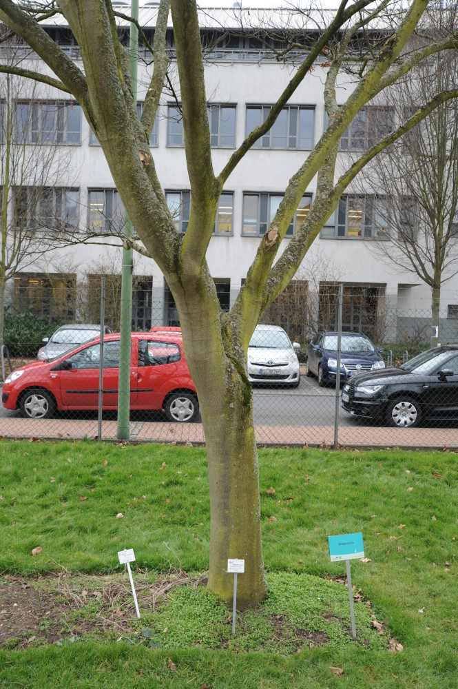 Albizia julibrissin - Bonn - Winter 2015