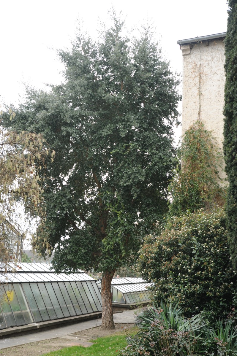 Quercus suber - Bonn - Winter 2015