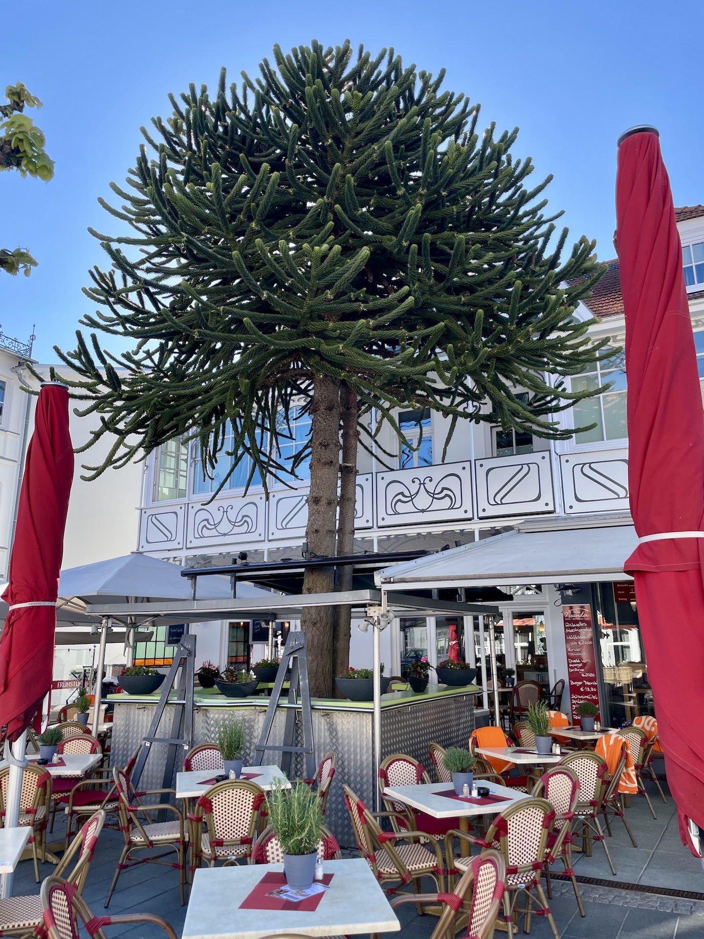 Araucaria araucana - Binz - Mai 2026