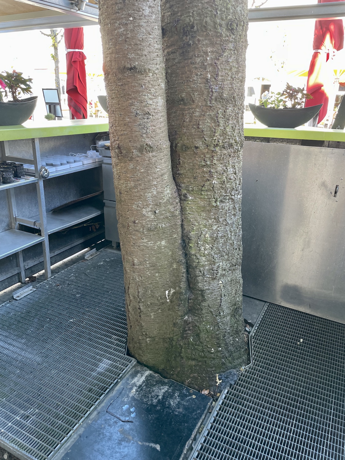 Araucaria araucana - Binz - Mai 2026