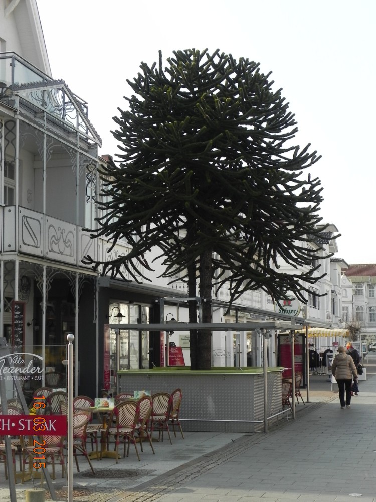 Araucaria araucana - Binz - Januar 2015