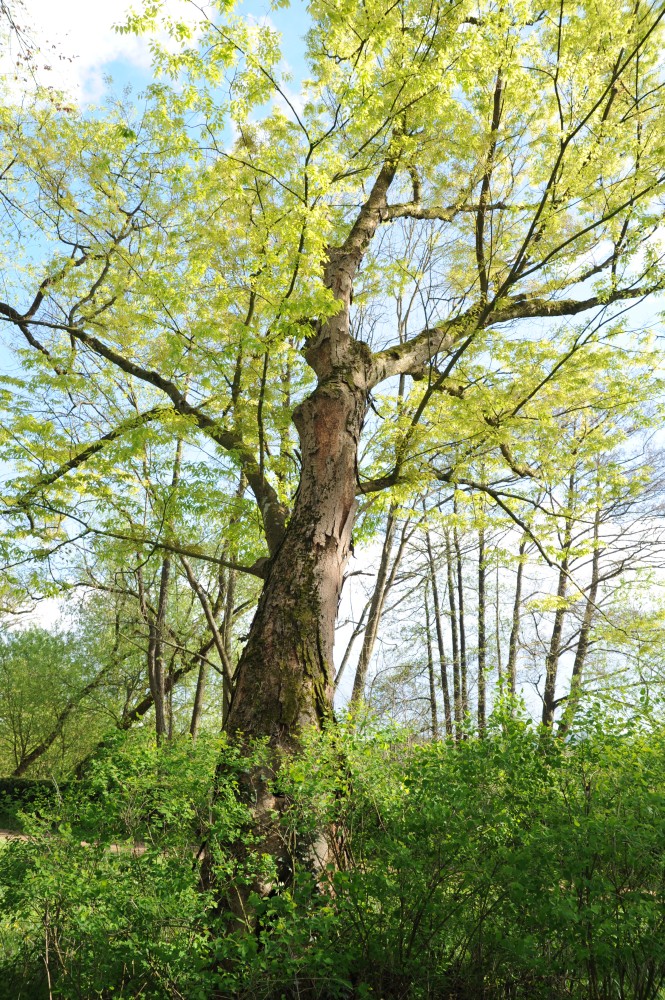 Zelkova serrata - Reichenschwand, Schlosspark - 2014
