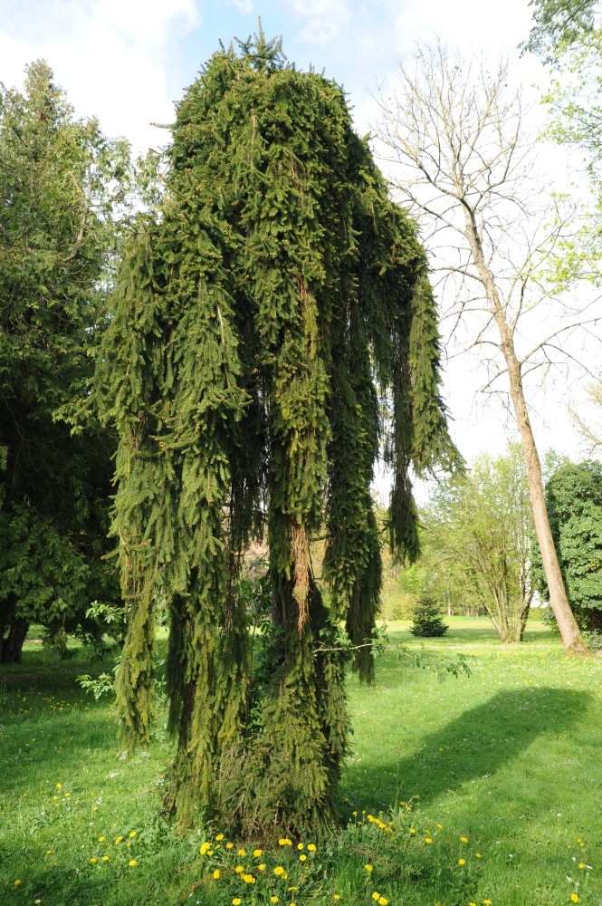 Picea abies 'Inversa' - Reichenschwand, Schlosspark - 2014