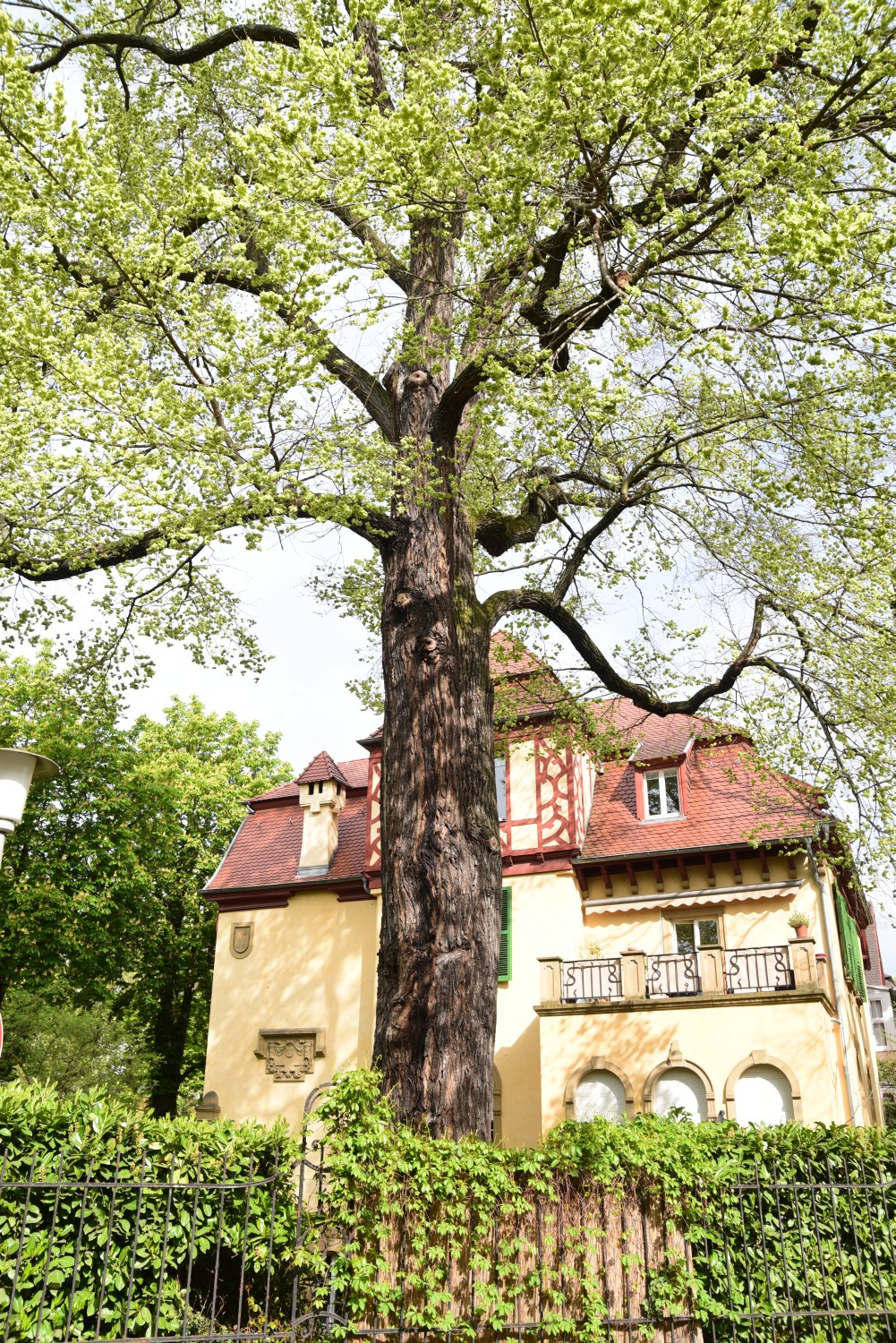 Ulmus minor - Karlsruhe - 2015