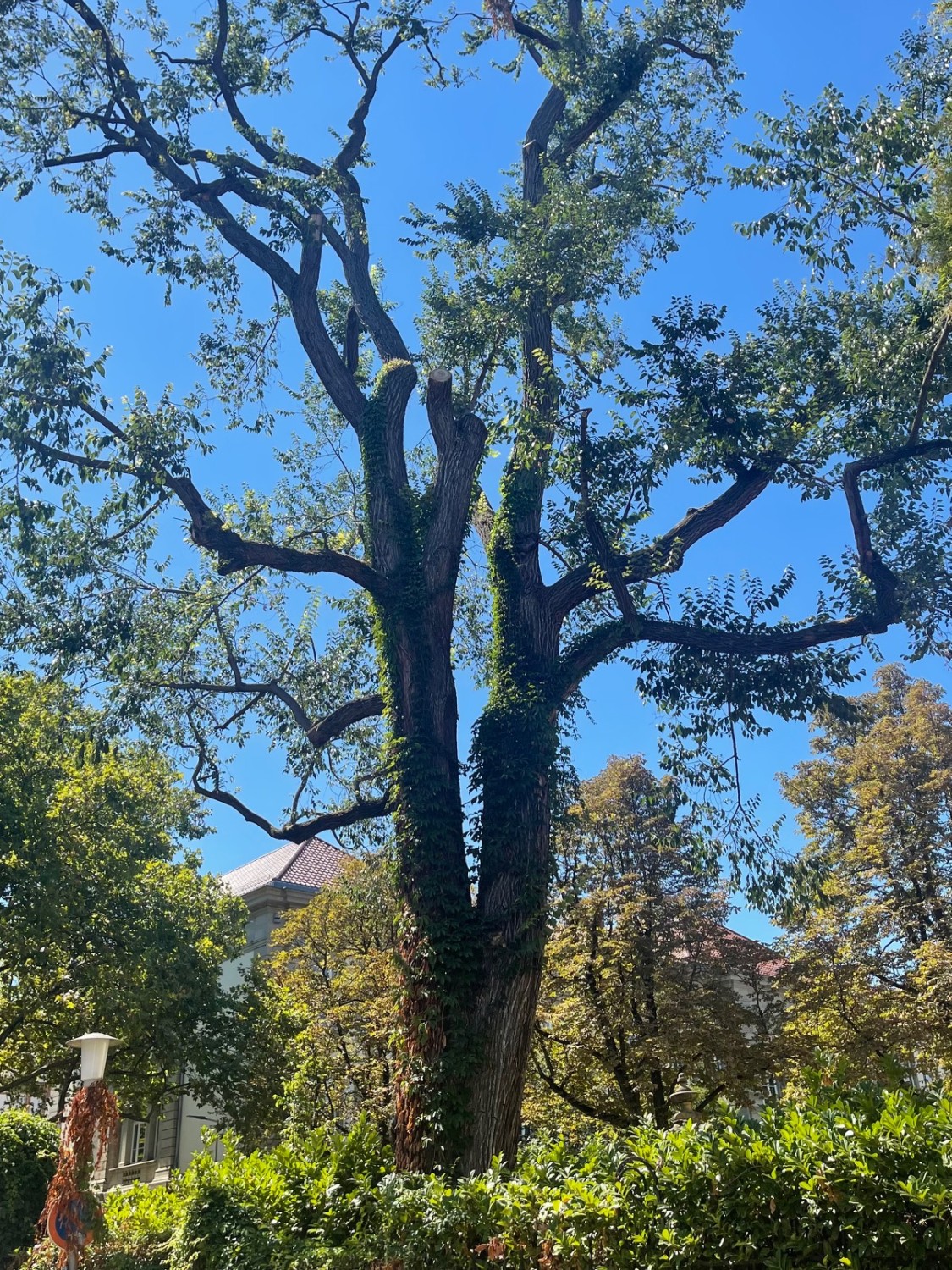 Ulmus minor - Karlsruhe - 2022
