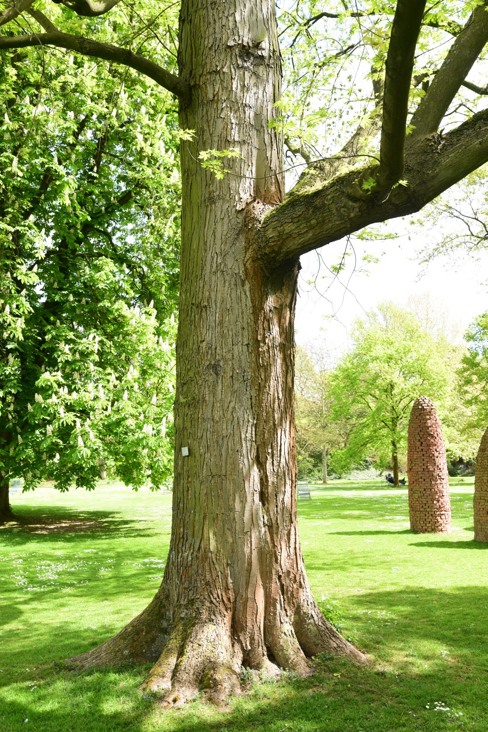 Acer saccharinum 'Laciniatum Wieri' - Mannheim - 2015
