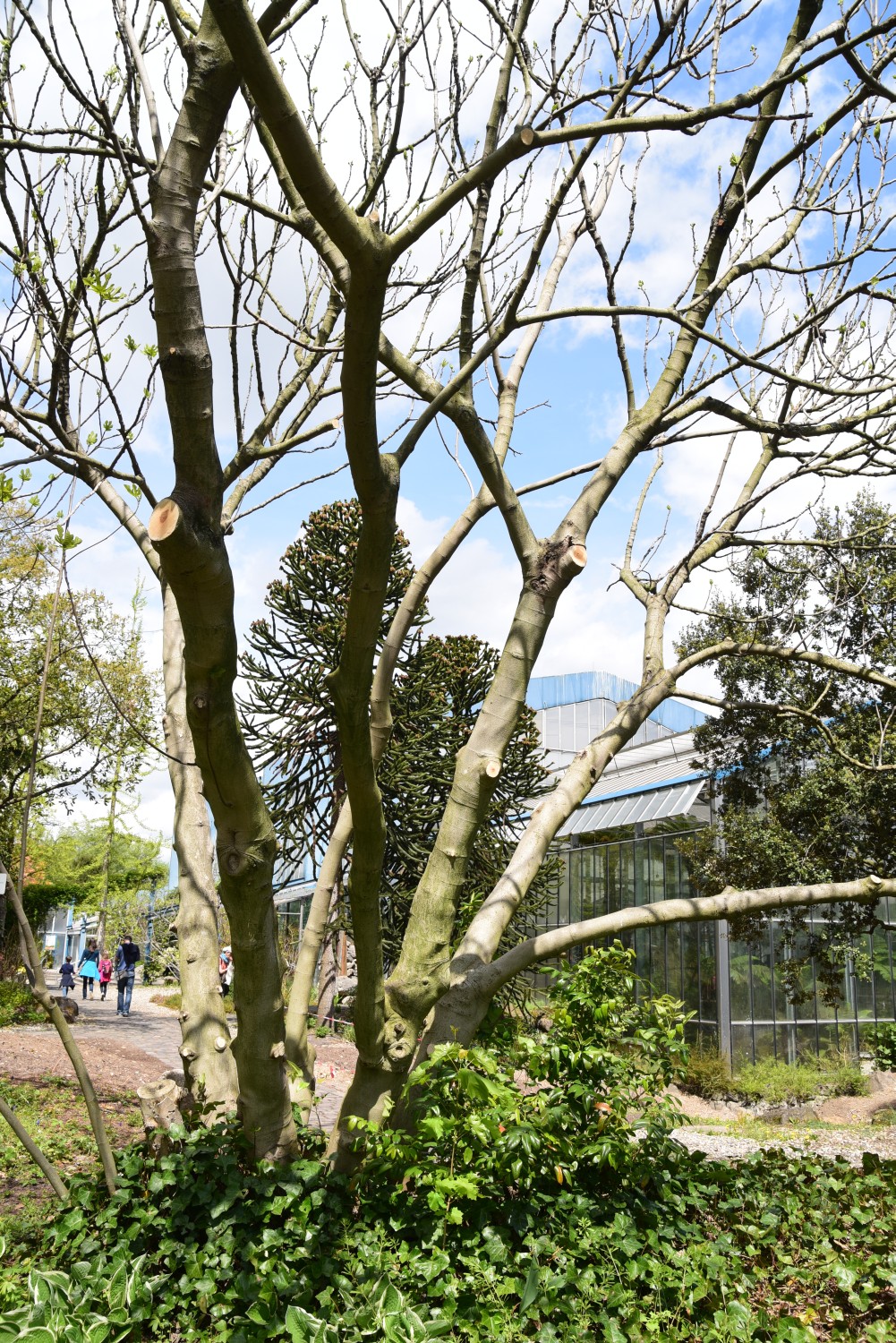 Ficus carica - Mannheim - 2015