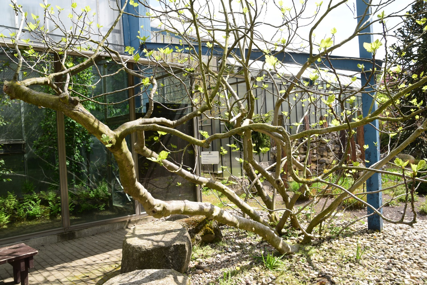 Ficus carica - Mannheim - 2015